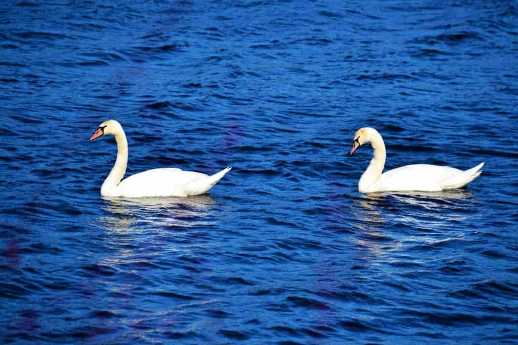 Swans have returned-2