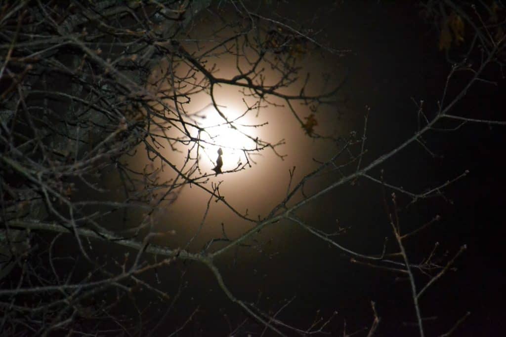 The full moon peeked-2