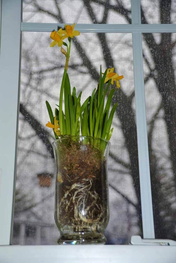 This miniature daffodil-2