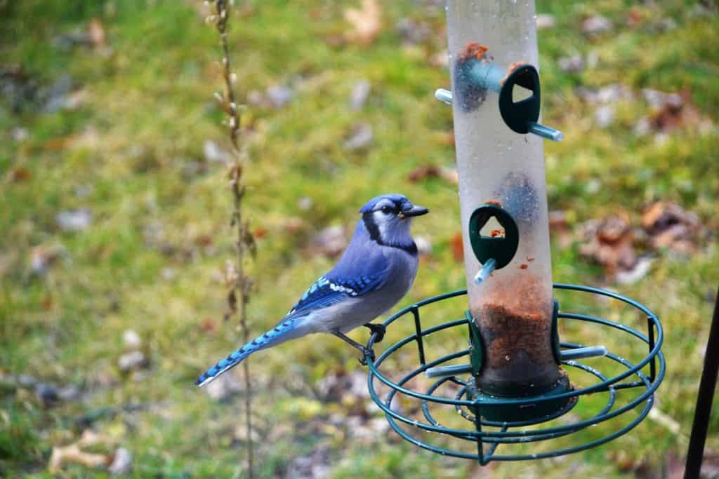WELCOME WINTER A blue jay looks inquiringly at the feeder on a recent chilly Morning