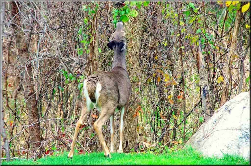 YEWS (Taxus spp.) ARE AMONG THE FAVORITE winter food of white-tailed deer