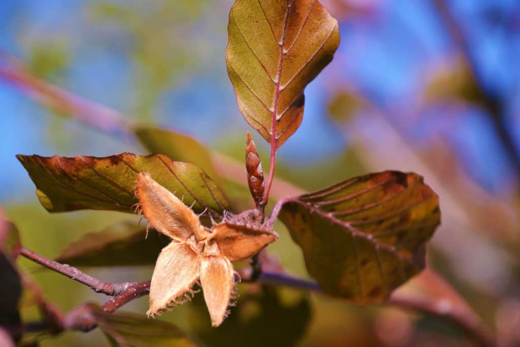 A CLOSEUP VIEW A young European beech at Saugus High school this fall shows its wavy edged leaf shape, an open beechnut husk, and the long narrow bud for next year_s leaves-2