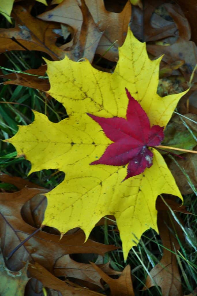 A DOUBLE ATTRACTION The red of Japanese maple (Acer palmatium) and yellow of Norway maple (Acer platanoides) leaves provide primary colors on a Lynnhurst lawn-2