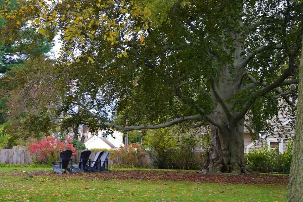 A POPULAR TREE The old European beech at Saugus Ironworks has been mentioned by several people as their favorite tree in Saugus-2