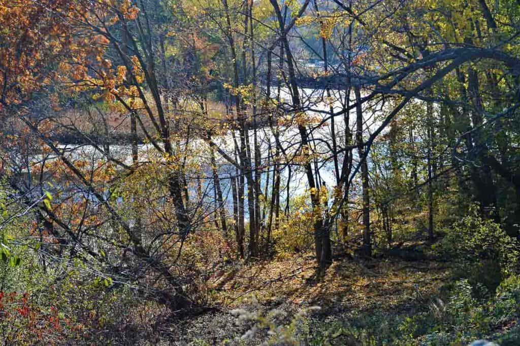 A VIEW FOR THE SEASON We can catch a glimpse of the Saugus River through open branches and golden sugar maple leaves-2