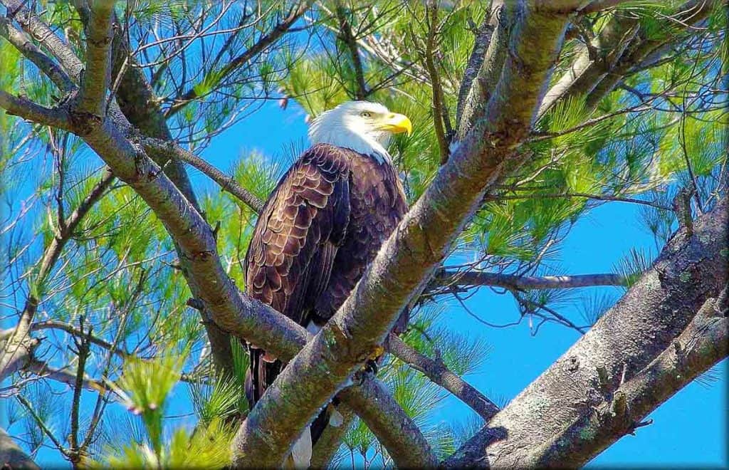 A bald eagle-2