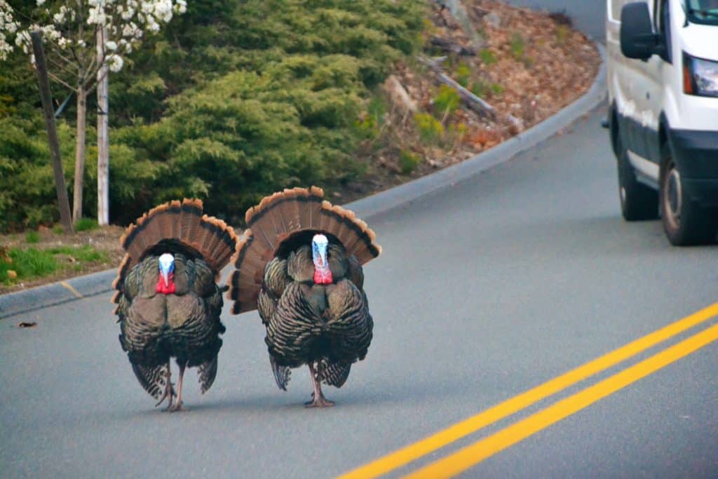 A pair of turkeys-2