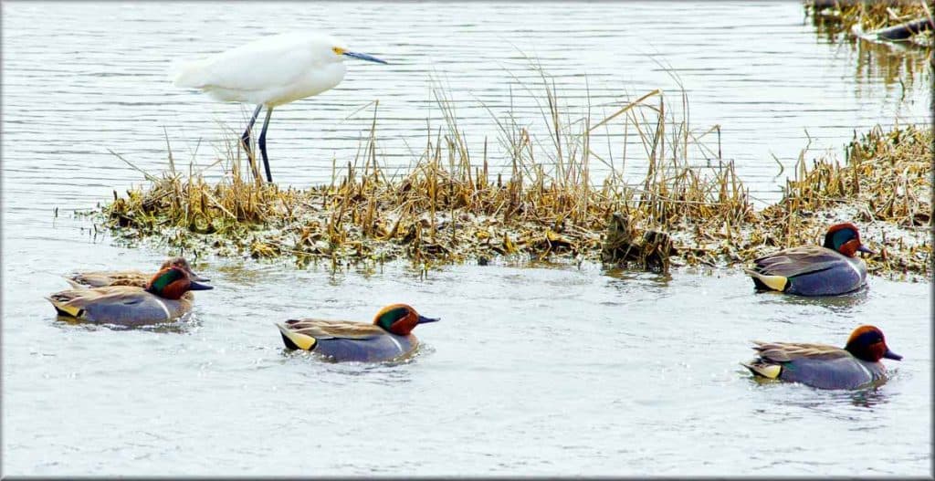 A snowy egret-2