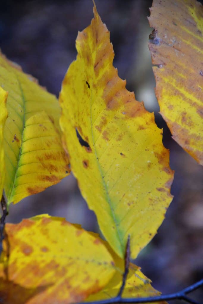 AMERICAN BEECH is pretty common at Breakheart Reservation-2