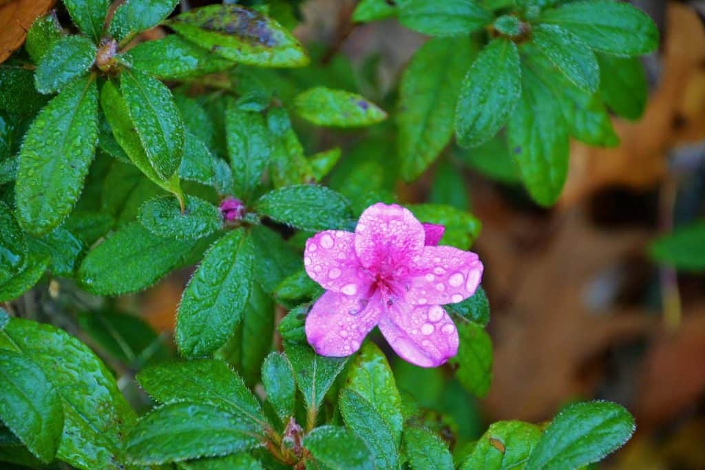 _AUTUMN ROYALTY’ ENCORE AZALEA BLOOMS AGAIN-2