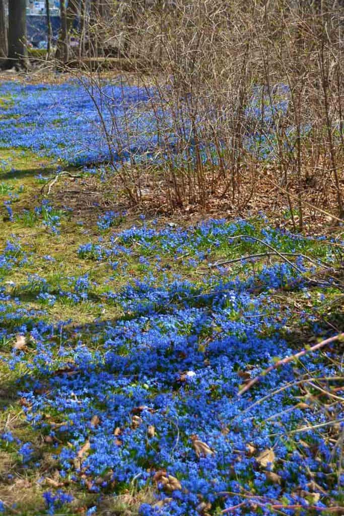 Bright blue blossoms of Siberian squill-2