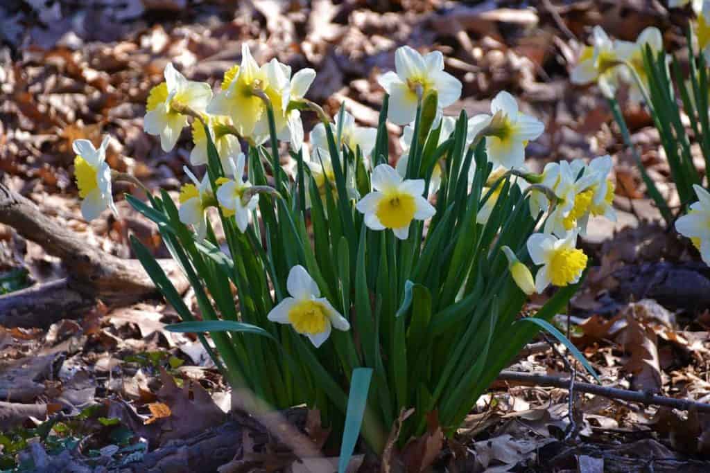 Daffodils are blooming-2