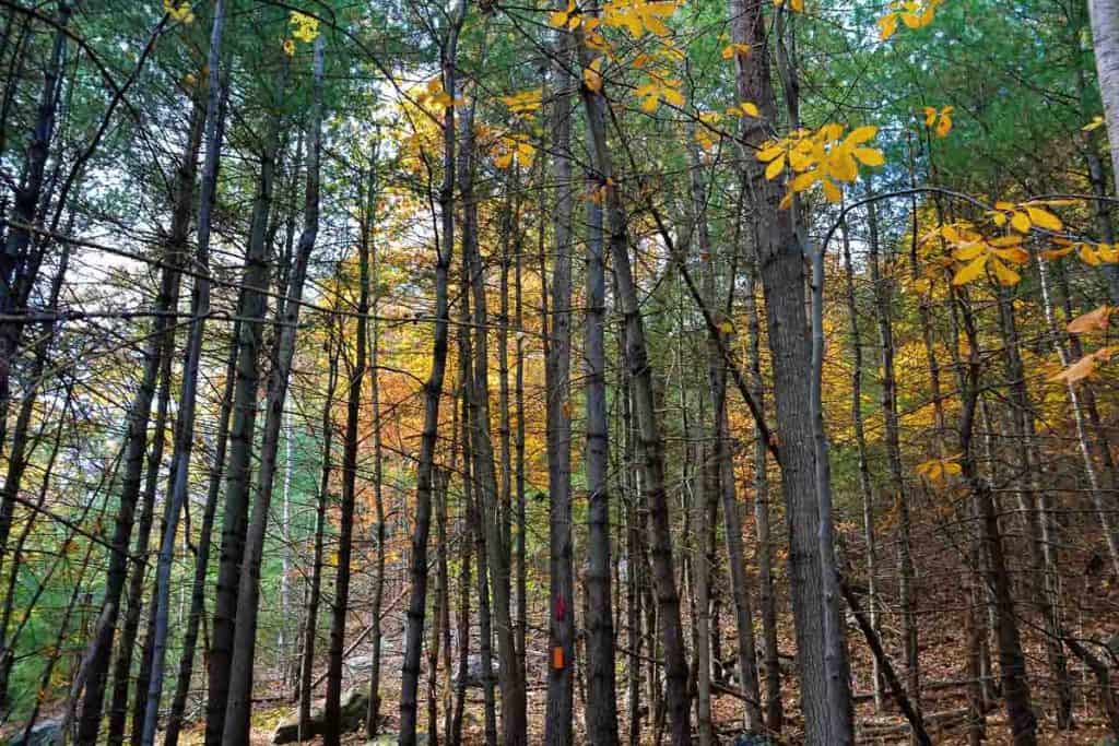 FALL ON DISPLAY Straight trunks of white pine-2