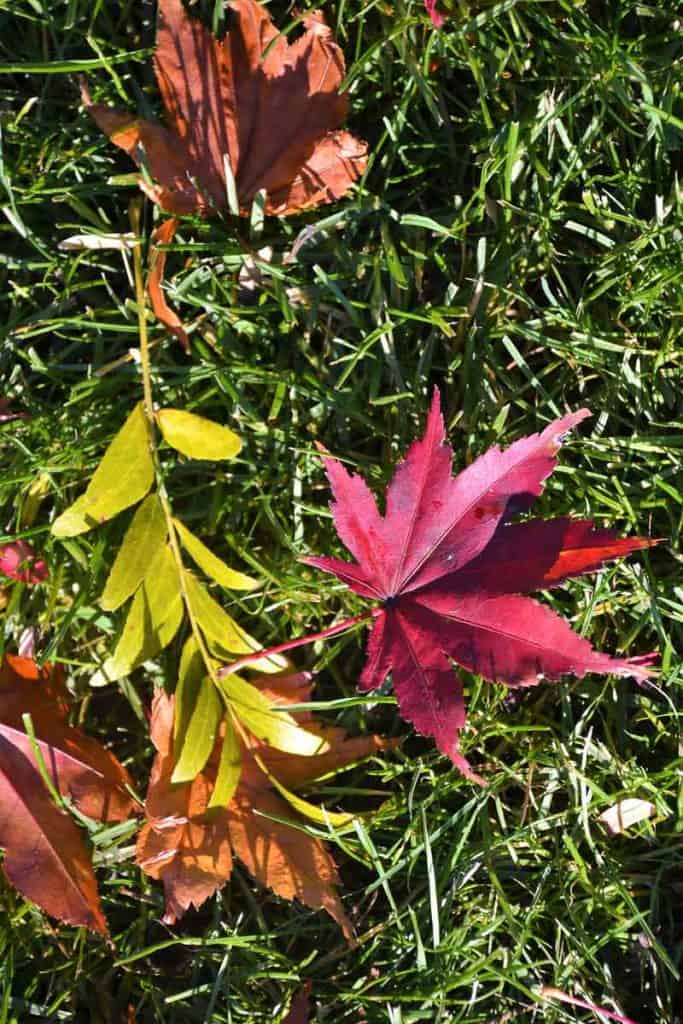 FALLEN LEAVES AT THE ROTARY Red Japanese maple (Acer palmatum) and yellow thornless honeylocust-2