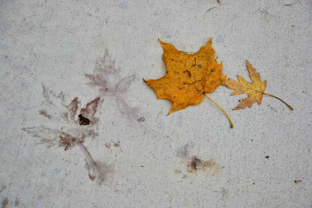 NATURE’S LEAF PRINTS appear on the sidewalk of Essex Street near Cliftondale Square-2