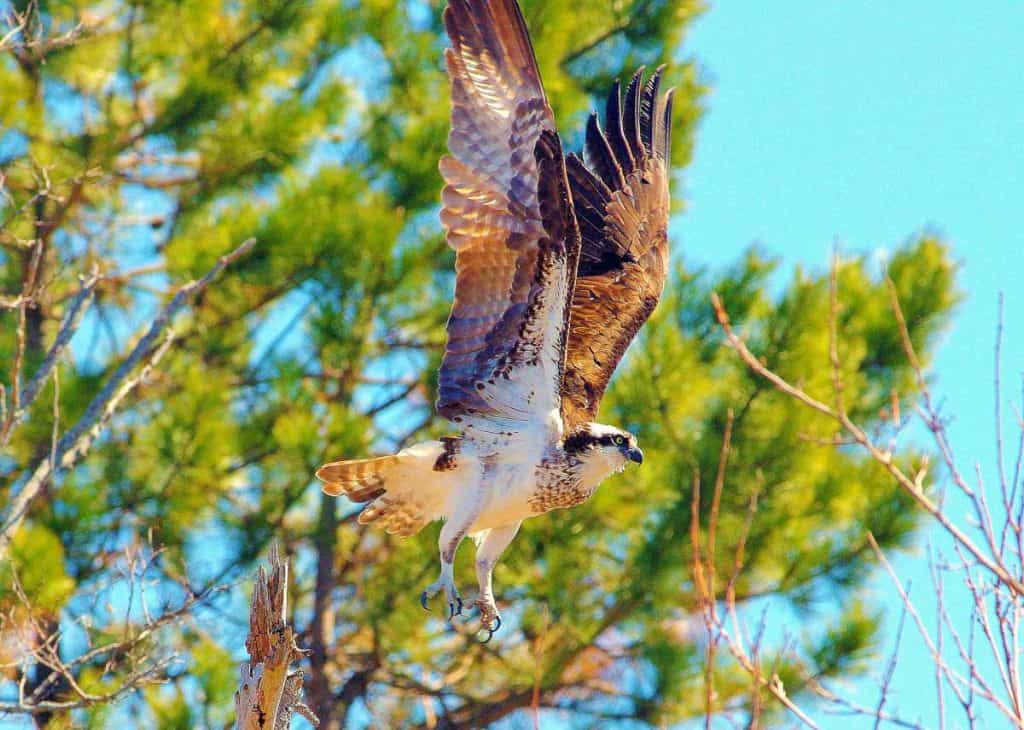 Our ospreys have returned-2