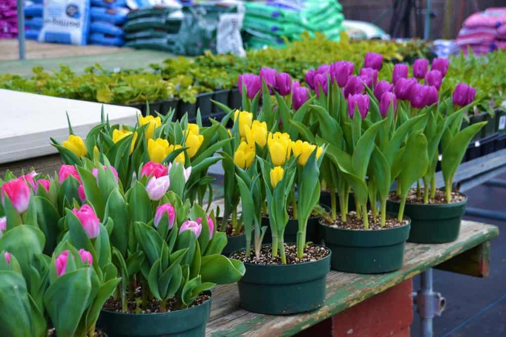 Pots of pastel tulips-2