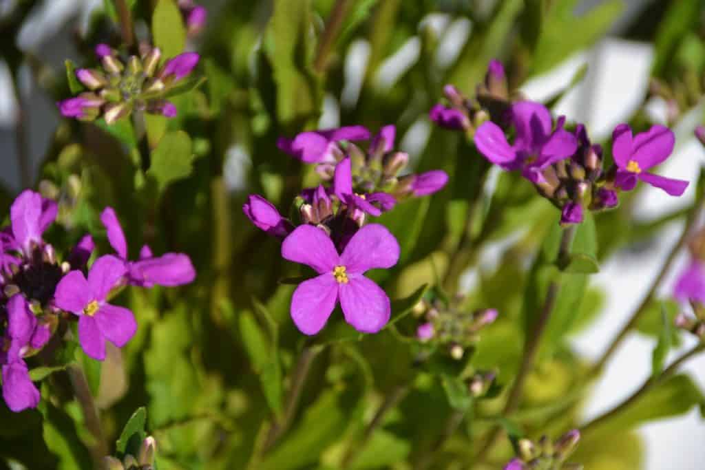 Rock cress is a great plant-2