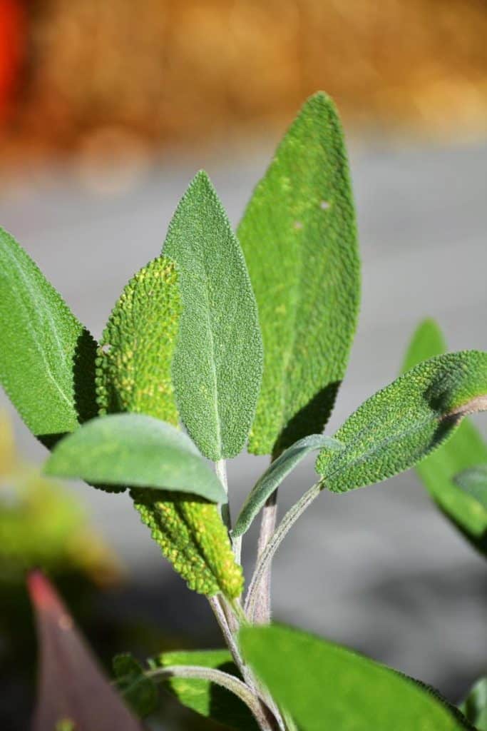 SAGE-2