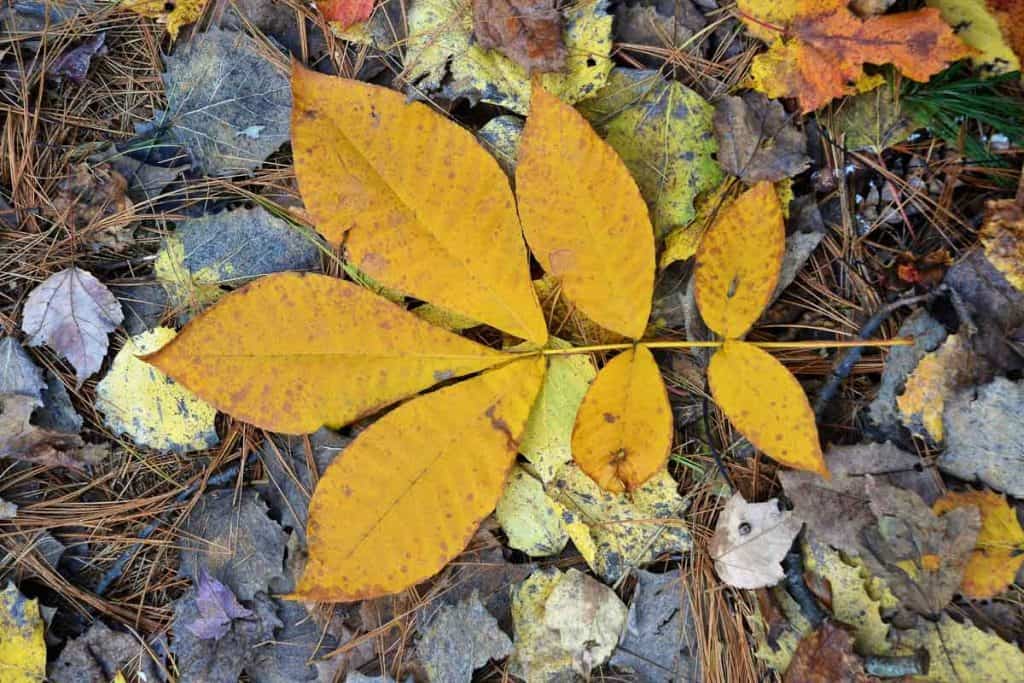 STILL INTACT This compound leaf of shagbark hickory (Carya ovata) in Breakheart Reservation has fallen with all its leaflets still connected together-2