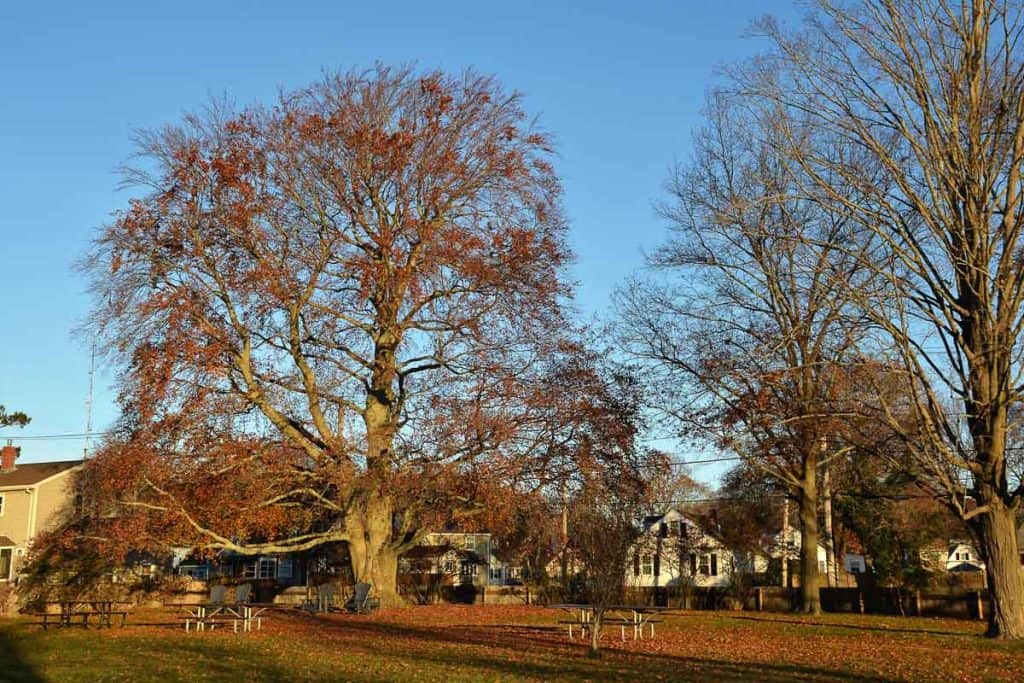 THE LEAVES HANG ON The large old European Beech at Saugus Ironworks still retains some foliage even after Thanksgiving-2