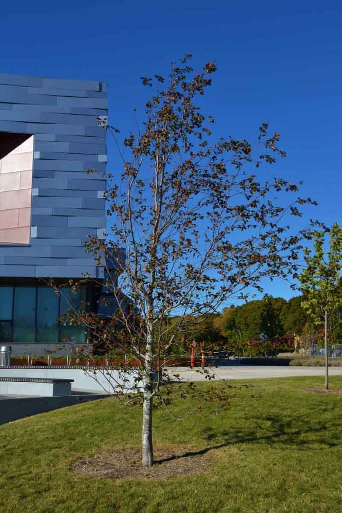 THE YOUNG EUROPEAN BEECH at Saugus High school has a long future ahead of it, and we can hope that it will be a memorable tree to future students-2