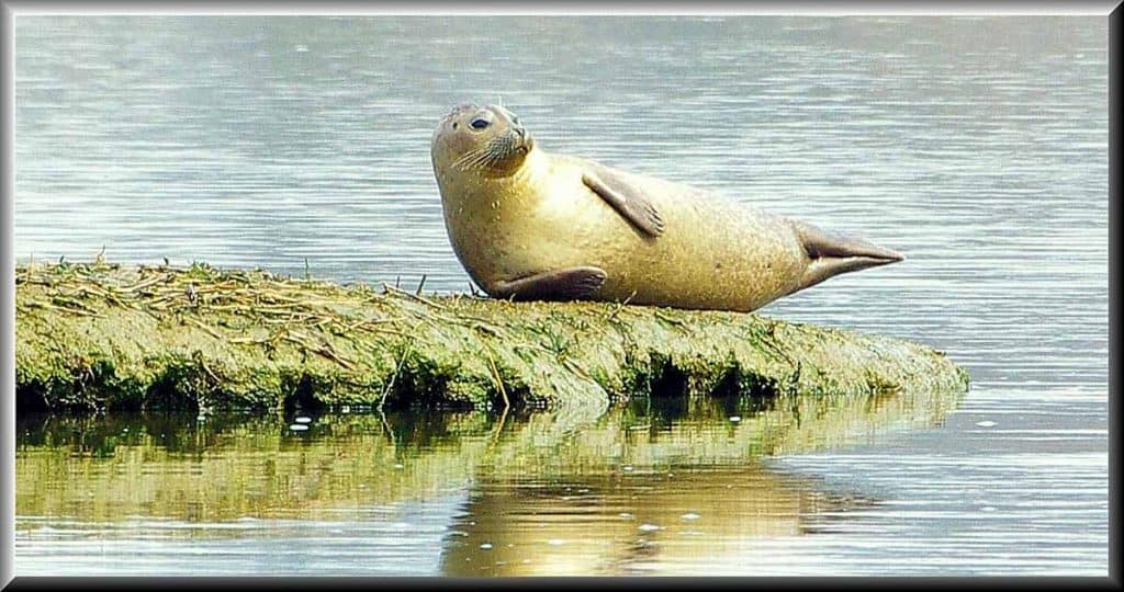 This harbor seal was seen-2