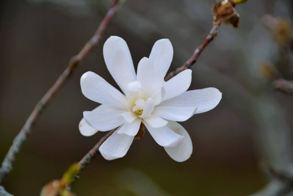 This star magnolia-2