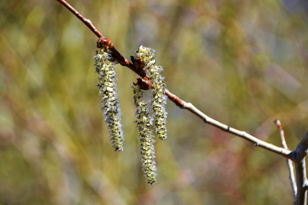 Wind pollinated flowers-2