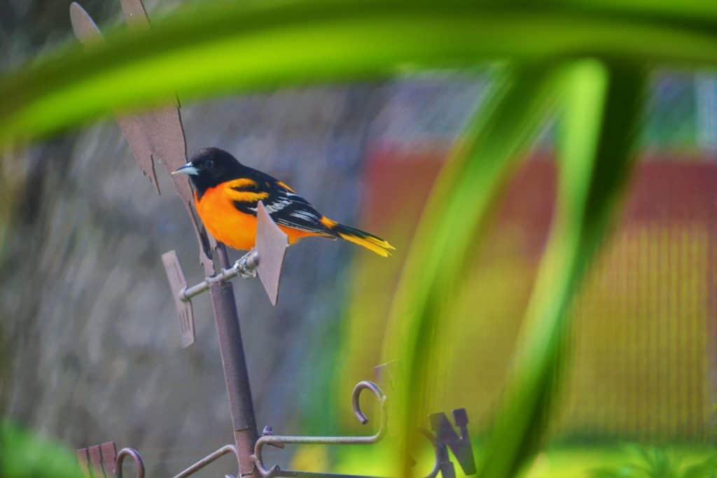 A Baltimore Oriole-2