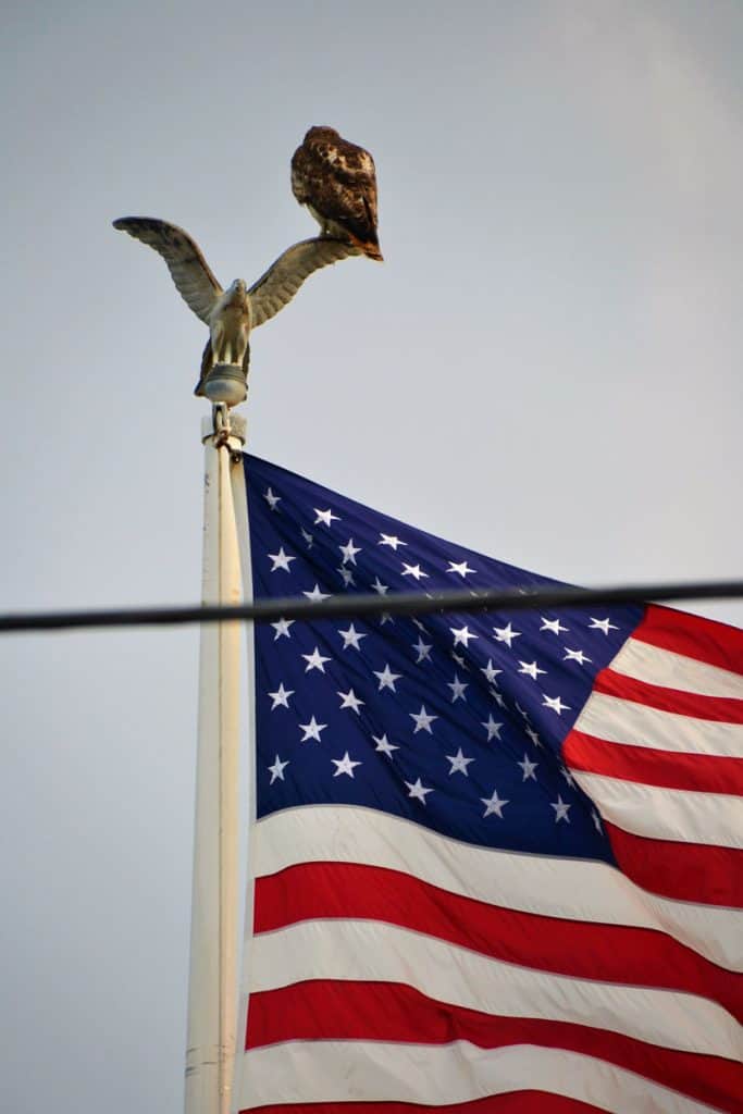 A hawk perches on the brass eagle-2