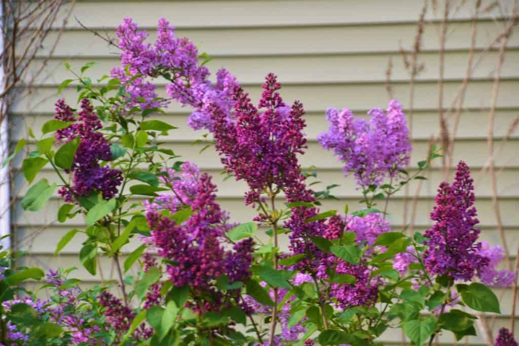 Dark and pale purple lilacs-2