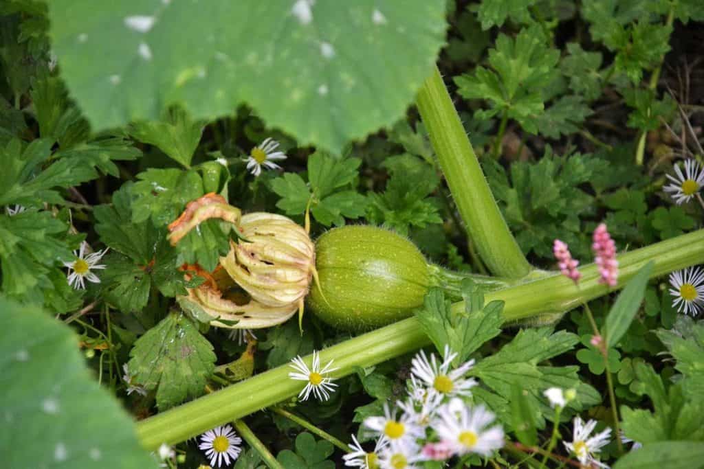 EARLY STAGES A tiny pumpkin-2