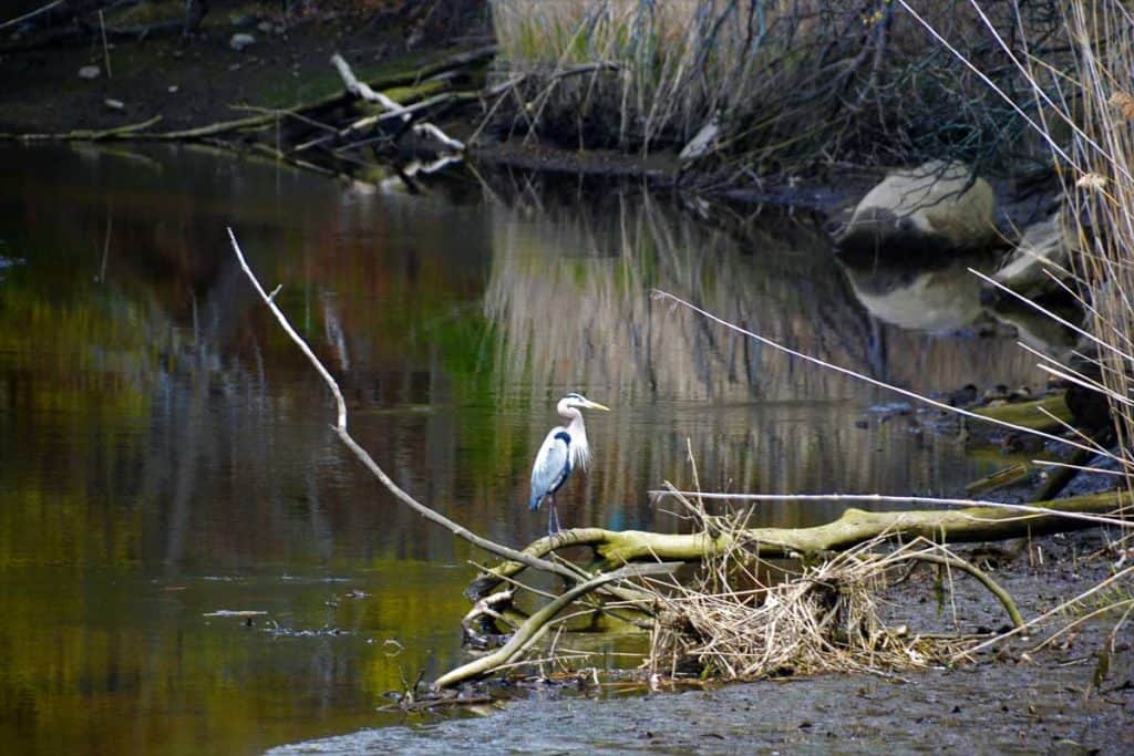 Herons have returned to fish-2