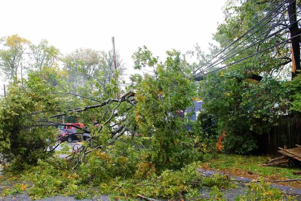Impassable Large tree blocks off Garfield Avenue-2
