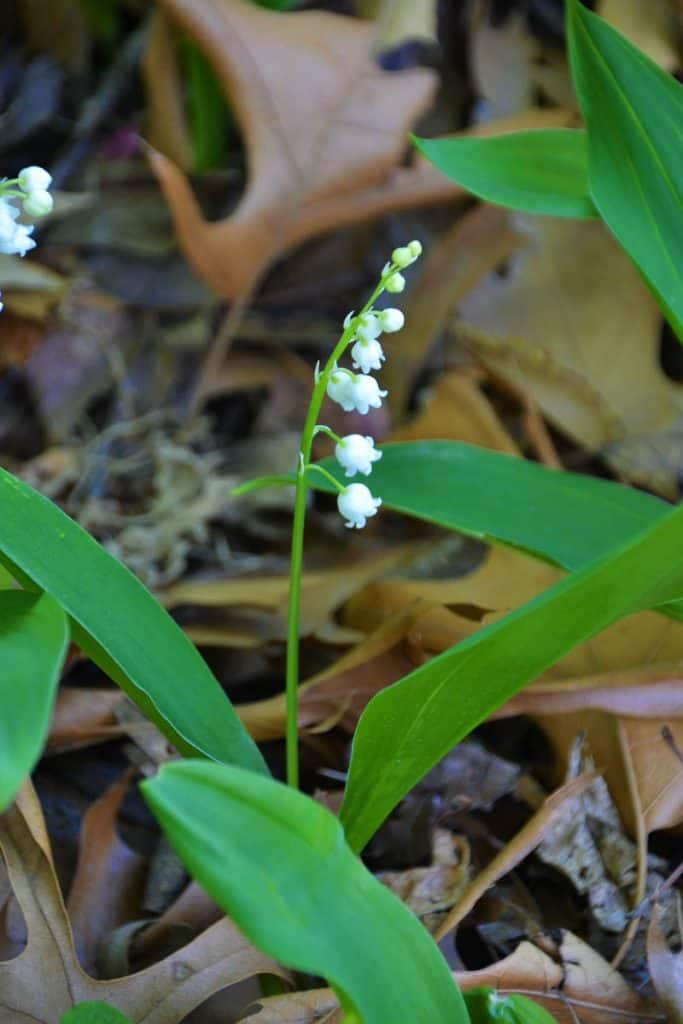 Lily of the valley-2