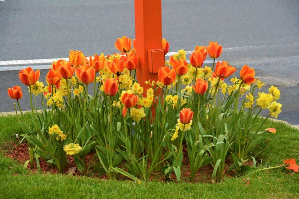 Orange tulips and yellow daffodils-2