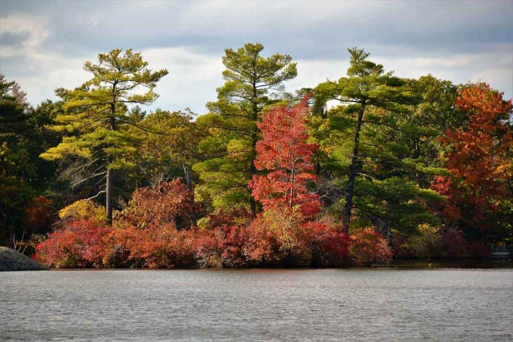 SCENIC SAUGUS Colorful leaves on an island in Silver Lake-2