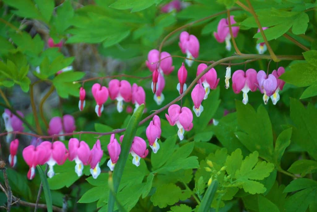 Showy bleeding heart lives-2