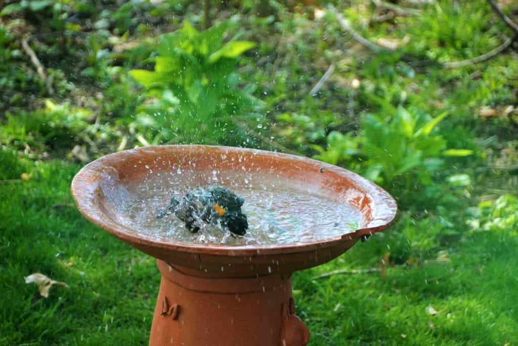 The birdbath full of water-2