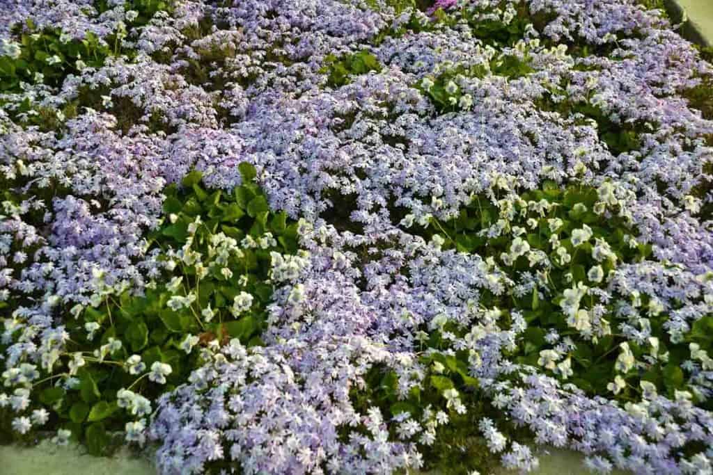 This phlox lawn at Shirley Diotte_s home-2