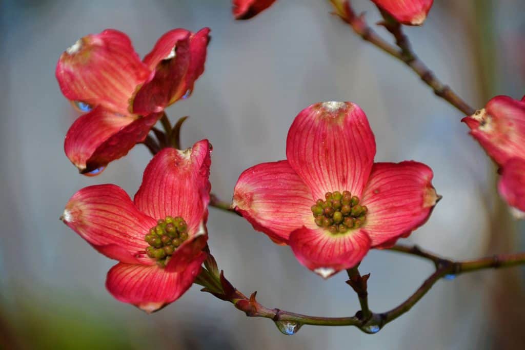 This pink flowering dogwood blooms-2