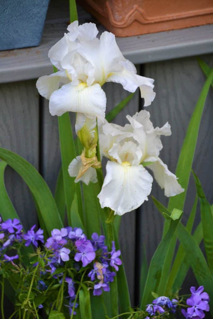 Immortality bearded iris-2