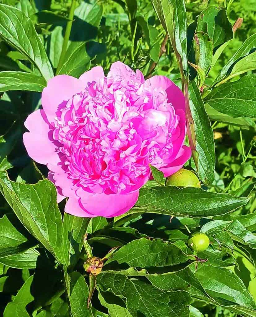 This double pink peony blooms-2