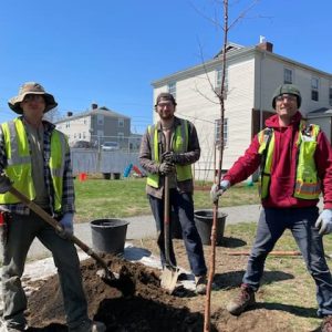 DCR staff planting a tree on an Everett Housing Authority property