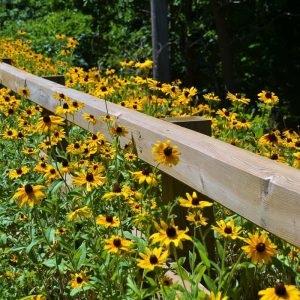 2022-07-22-AT THEIR PEAK_ Blackeyed Susans_