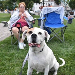 Dogs can enjoy the Concert in the Park, too!