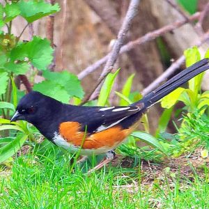 A PRETTY, OVERSIZED SPARROW This Eastern Towhee, with its colorful plumage, has been spotted in North Saugus-2