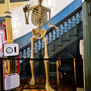 A SCARY SKELETON: The creepy creature guards the stairway inside Saugus Town Hall in preparation for the Oct. 30 Trick-or-Treat event at Saugus Town Hall. (Saugus Advocate photo by Mark E. Vogler)