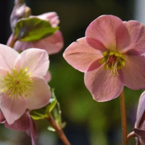 A WARNING The Lenten rose is a nice indoor plant to enjoy this time of year, but it needs to be kept out of reach of children and pets, because parts of the plant, especially the roots, are poisonous-2